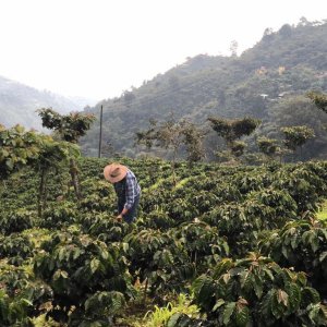 画像1: グアテマラ・ラ・ウニオン農園ゲイシャ　中煎り　(500g) (1)